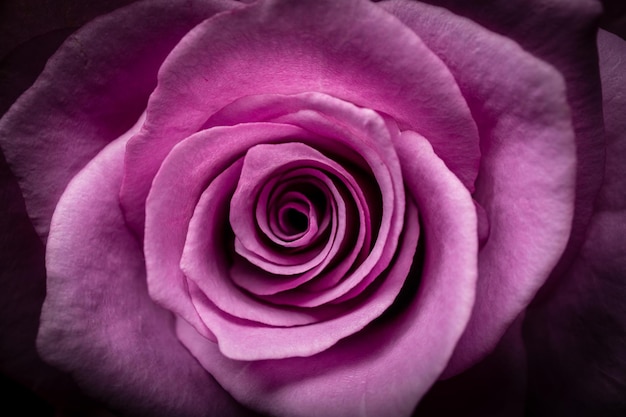 Nahaufnahmeaufnahme eines schönen rosa Rosenkopfes