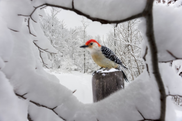 Kostenloses Foto nahaufnahmeaufnahme eines schönen stieglitzes hinter dem schneebedeckten zweig im winter