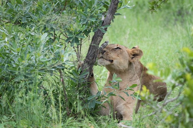 Nahaufnahmeaufnahme eines schönen Tigers, der auf dem grünen Gras unter dem Baumstamm sitzt