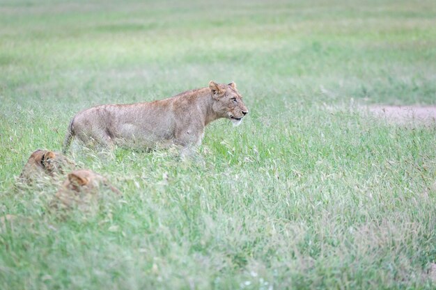 Nahaufnahmeaufnahme eines schönen Tigers, der im grünen Gras läuft