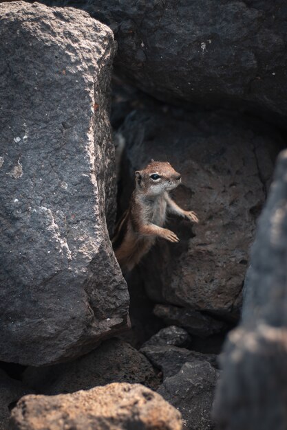 Nahaufnahmeaufnahme eines schönen wilden Eichhörnchens, das seinen Kopf aus Felsen in einem Wald herausstreckt