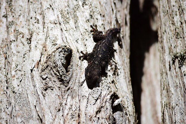 Nahaufnahmeaufnahme eines schwarzen gemeinsamen Wandgeckos, der auf einem alten Baum geht