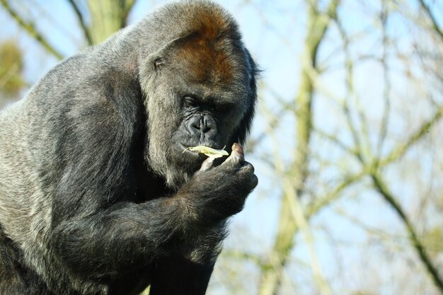 Nahaufnahmeaufnahme eines schwarzen Gorillas, der Essen isst, das von Bäumen umgeben ist