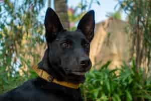 Kostenloses Foto nahaufnahmeaufnahme eines schwarzen hundes