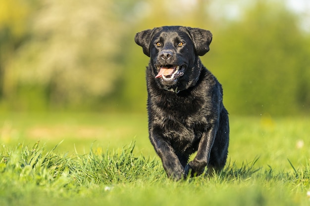 Nahaufnahmeaufnahme eines schwarzen Labradors, der im Gras spielt, das durch Grün umgeben ist
