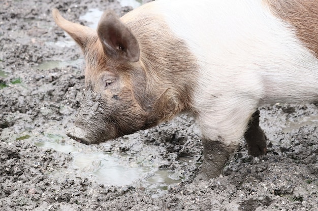 Nahaufnahmeaufnahme eines Schweins, das im Schlamm geht