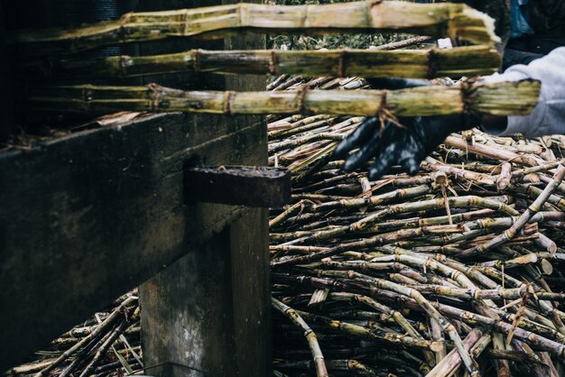 Nahaufnahmeaufnahme eines Stapels von getrockneten Zuckerrohren in einem landwirtschaftlichen Feld