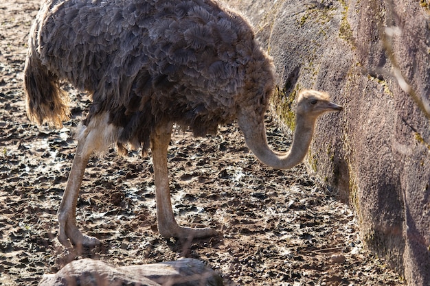 Nahaufnahmeaufnahme eines Straußes, der um seinen Stift in einem Zoo erforscht