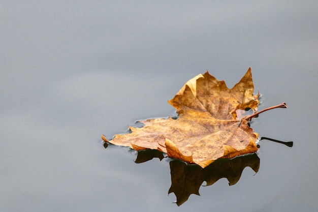 Nahaufnahmeaufnahme eines trockenen Herbstblattes, das auf Wasser schwimmt