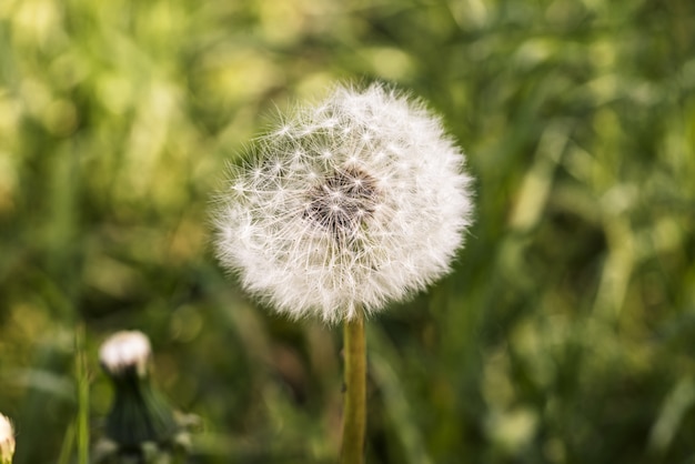 Nahaufnahmeaufnahme eines trockenen Löwenzahns, umgeben von Gras