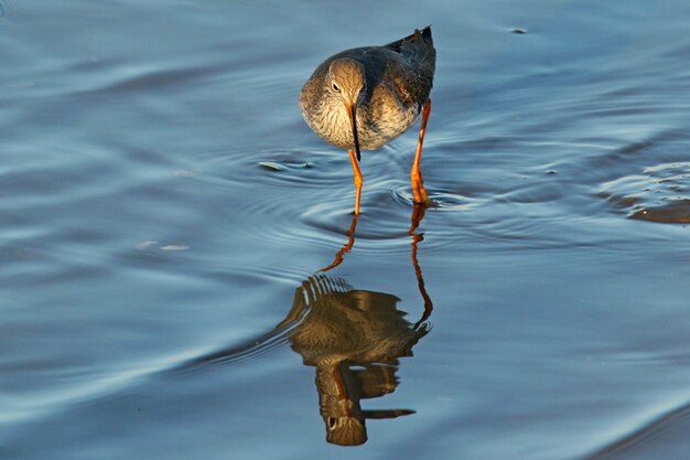 Nahaufnahmeaufnahme eines Vogels, der während des Tages auf Wasser geht