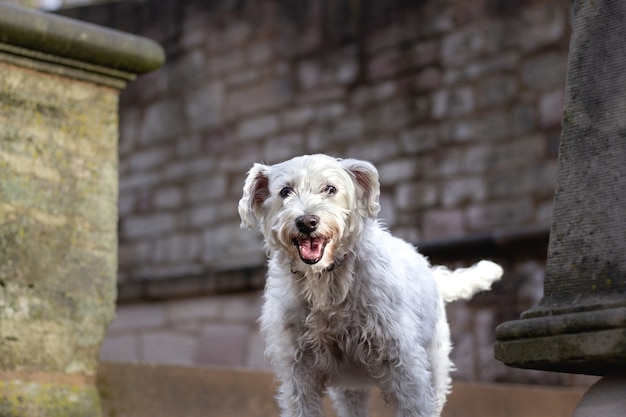 Nahaufnahmeaufnahme eines weißen Hundes, der vor einer Wand steht