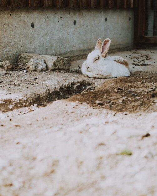 Nahaufnahmeaufnahme eines weißen Kaninchens, das auf einer Betonoberfläche in einer Scheune liegt