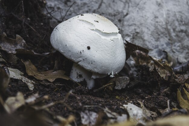 Nahaufnahmeaufnahme eines weißen Pilzes, der auf einem Waldboden wächst