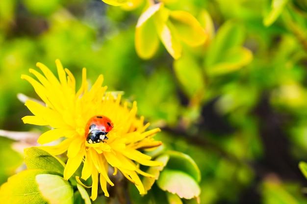 Nahaufnahmeaufnahme eines winzigen Marienkäfers auf einer schönen gelben Blume