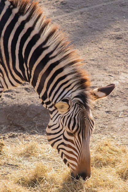 Nahaufnahmeaufnahme eines Zebras, das Heu in einem Zoo mit einer schönen Anzeige seiner Streifen isst