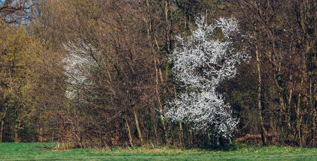 Nahaufnahmeaufnahme von Bäumen und Grün im Maksimir-Park in Zagreb Kroatien während des Frühlings