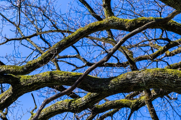 Nahaufnahmeaufnahme von Bäumen unter einem blauen Himmel im Maksimir-Park in Zagreb Kroatien während des Frühlings