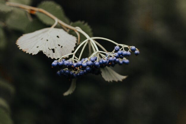 Nahaufnahmeaufnahme von Blaubeeren auf einem Zweig eines Baumes in einem Wald auf einem unscharfen Hintergrund