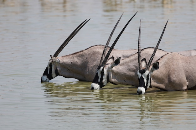 Nahaufnahmeaufnahme von drei Gemsboks, die in einem Wasserloch trinken