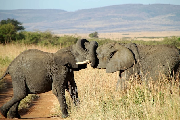 Nahaufnahmeaufnahme von ein paar Elefanten, die sich mit den Stämmen umarmen