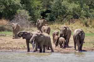 Kostenloses Foto nahaufnahmeaufnahme von elefanten, die sich dem see mit bäumen nähern