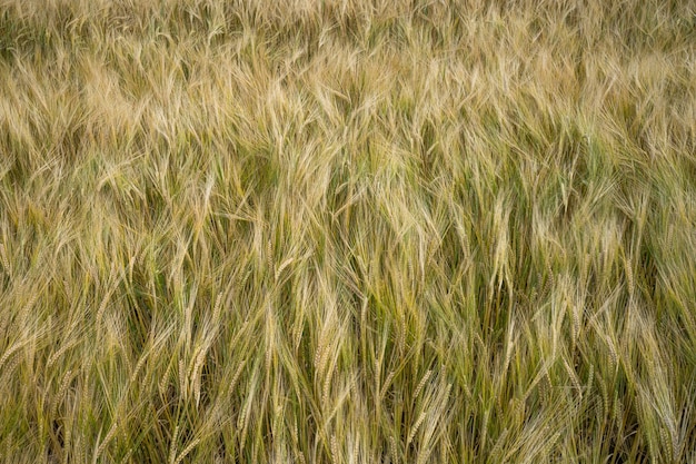 Nahaufnahmeaufnahme von Gerstenkörnern im Feld, die mit dem Wind winken