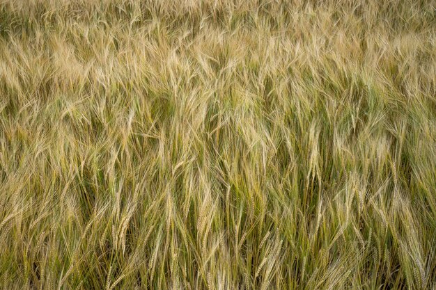 Nahaufnahmeaufnahme von Gerstenkörnern im Feld, die mit dem Wind winken