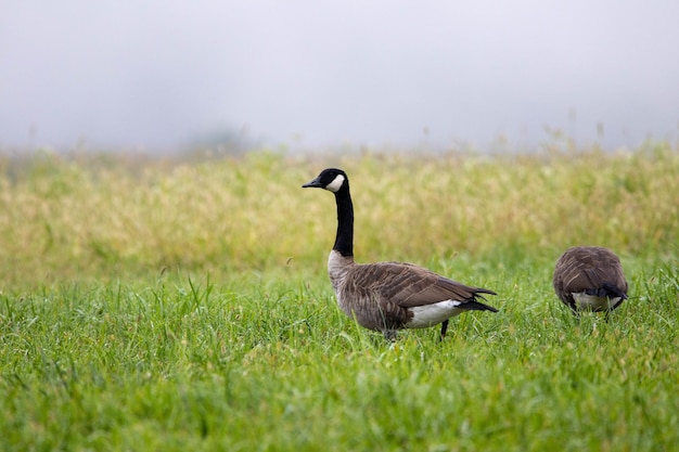 Nahaufnahmeaufnahme von Kanadagänsen, die auf einem Gras laufen