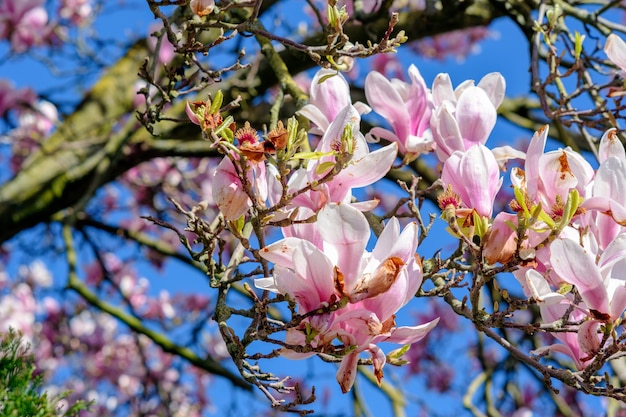 Nahaufnahmeaufnahme von Kirschblütenbäumen unter einem klaren blauen Himmel