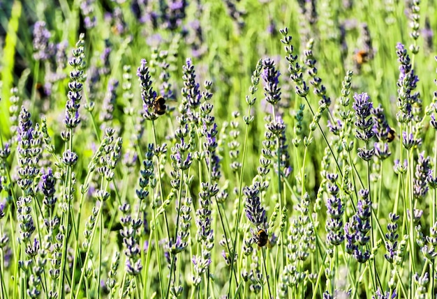 Nahaufnahmeaufnahme von Lavendeln, die im Feld mit einem unscharfen Hintergrund wachsen