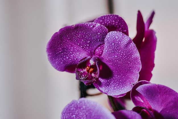 Nahaufnahmeaufnahme von lila Phalaenopsis-Orchideenblumen mit Wassertröpfchen