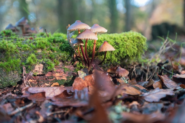 Nahaufnahmeaufnahme von Pilzen, die in getrockneten Blättern im New Forest nahe Brockenhurst, Großbritannien gewachsen sind