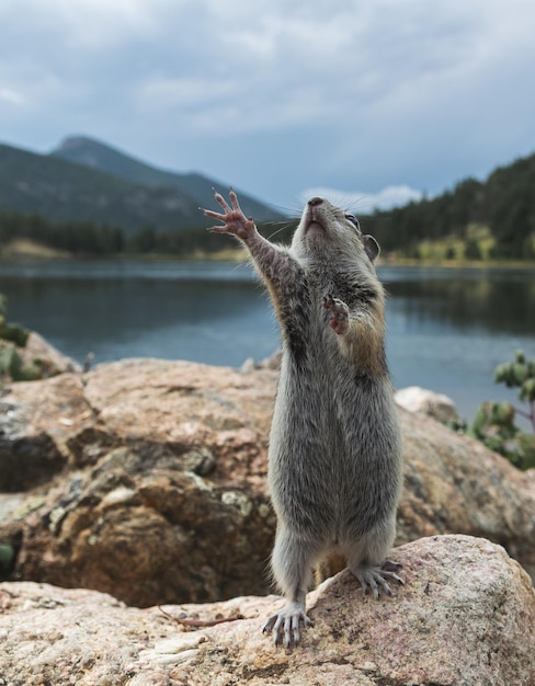 Kostenloses Foto nahaufnahmeaufnahme von ratten mit den händen