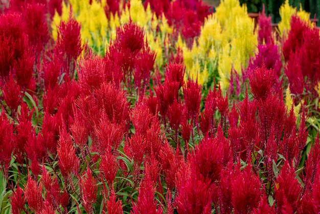 Nahaufnahmeaufnahme von roten und gelben Blumen mit grünen Blättern