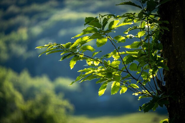 Nahaufnahmeaufnahme von Ästen mit grünen Blättern mit bewölktem Himmel im Hintergrund