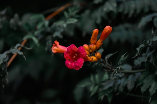 Kostenloses Foto nahaufnahmeaufnahme von trompetenkriechblumen, die sich hervorragend für tapeten eignen