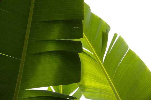 Nahaufnahmeaufnahme von tropischen grünen Pflanzen mit einem weißen Hintergrund