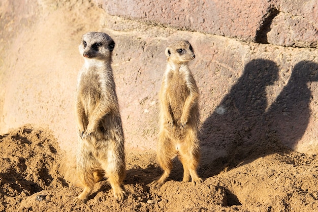 Kostenloses Foto nahaufnahmeaufnahme von zwei alarm-erdmännchen, die in der wüste wachsam sind