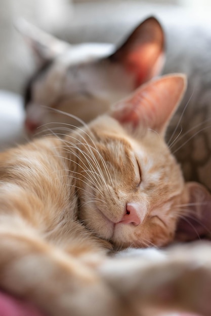 Nahaufnahmeaufnahme von zwei braunen Hauskatzen, die schlafen