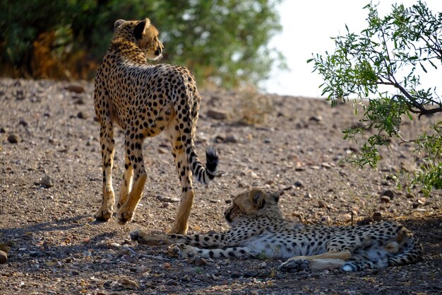 Nahaufnahmeaufnahme von zwei Geparden in der Safari mit Bäumen