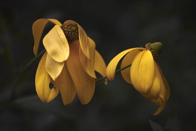 Nahaufnahmeaufnahme von zwei schönen gelben Blumen mit einem unscharfen Hintergrund