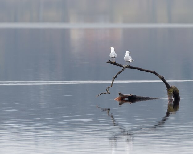 Nahaufnahmeaufnahme von zwei weißen Möwen, die auf einem Stück Holz im Wasser stehen