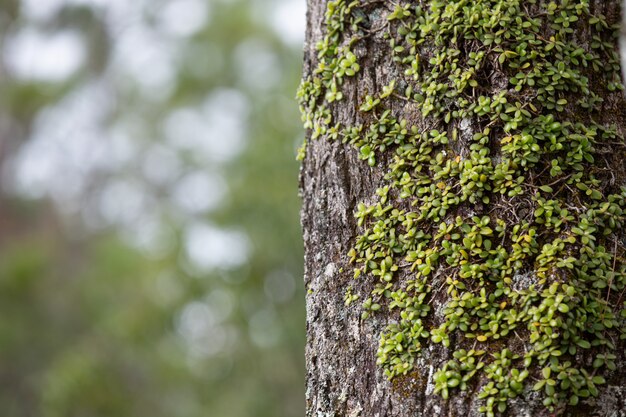 Nahaufnahmebild des Stammes des frischen Baumes