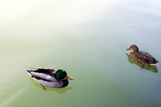 Nahaufnahmebild von Enten auf dem Wasser