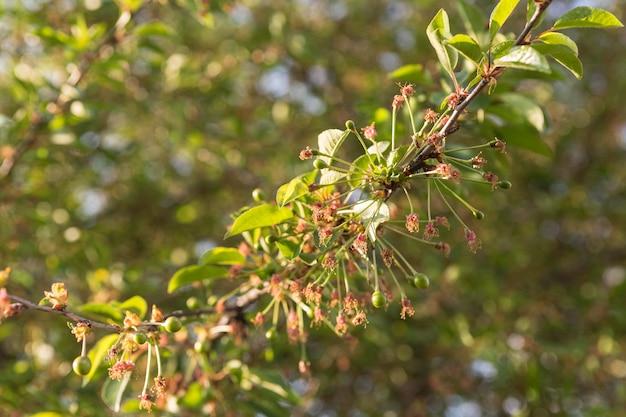 Nahaufnahmeblumen auf einem Ast