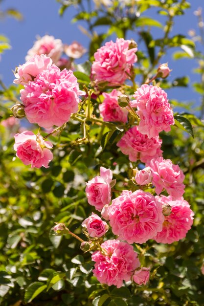 Nahaufnahmebündel rosa Rosen im Freien