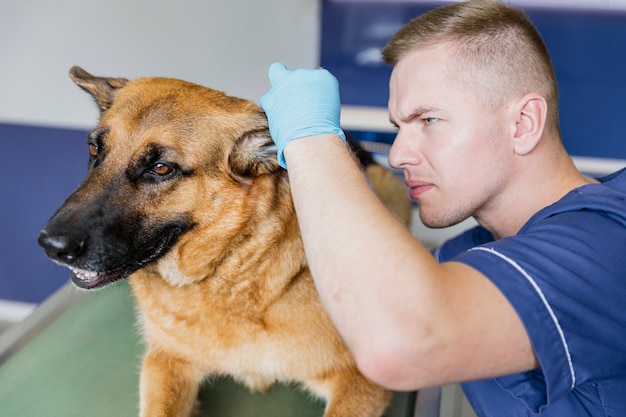 Nahaufnahmedoktor, der auf dem Ohr des Hundes überprüft