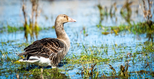 Nahaufnahmefoto des flachen Fokus einer grauen Gans, die in einem Teich schwimmt