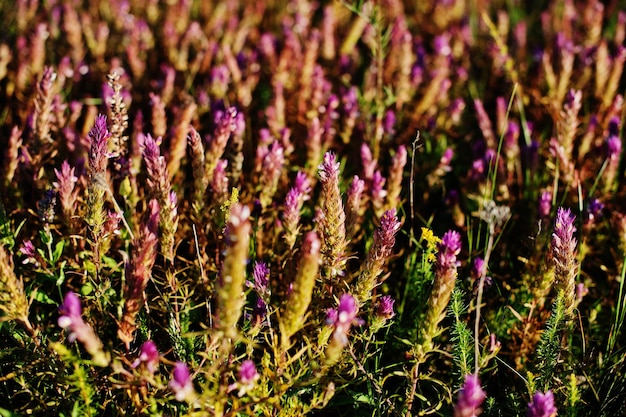 Nahaufnahmefoto eines blühenden Feldes der gemeinen Heide